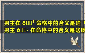 男主在 🐳 命格中的含义是啥「男主 🌷 在命格中的含义是啥啊」